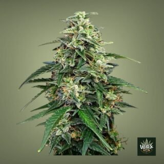 Amnesia | Feminizada