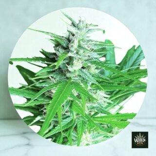 Auto CBD Haze | Autofloreciente