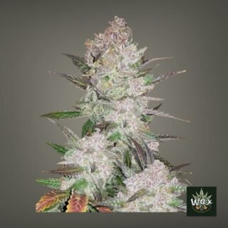 Auto Cream Cookies | Autofloreciente