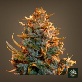 Auto Critical Ganja | Autofloreciente