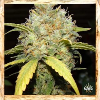 Critical Ganja Feminizada | Big Bud x Skunk | 50% Índica 50% Sativa