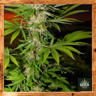Somango Feminizada | Jack Herer x Super Skunk x Big Skunk Korean | 65% Índica 35% Sativa