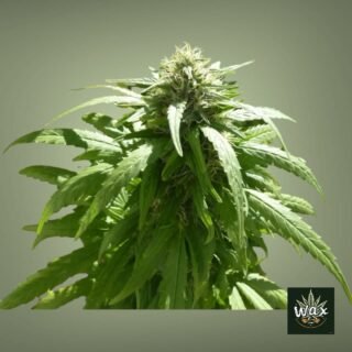 Super Skunk Feminizada | Skunk x Superauto Stitch 0.1 | 80% Índica 20% Sativa