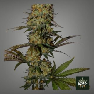 Super Lemon Haze Feminizada | KC Brains x Neville Haze | 95% Sativa