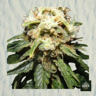 Wacky Widow Feminizada | Afghan x Brazil | 60% Índica 40% Sativa